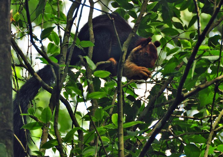 04_periyar-thekkady-kerala Giant Malabar Squirrel in Periyar National park. Periyar or Thekaddy in the western ghats of Kerala in South India is a refuge of lush green forests, tea and spice plantations.