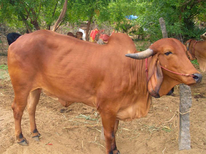 Respecting your elders…including the cows