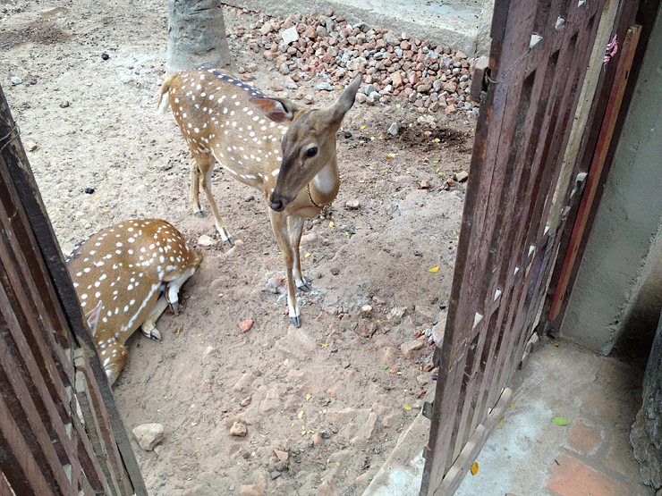 A Deer Friend in Swamimalai