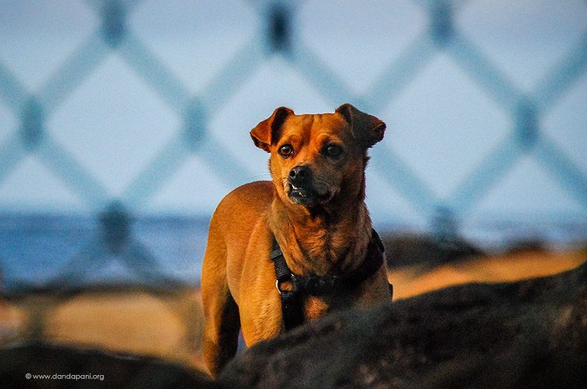 Awareness the Dog