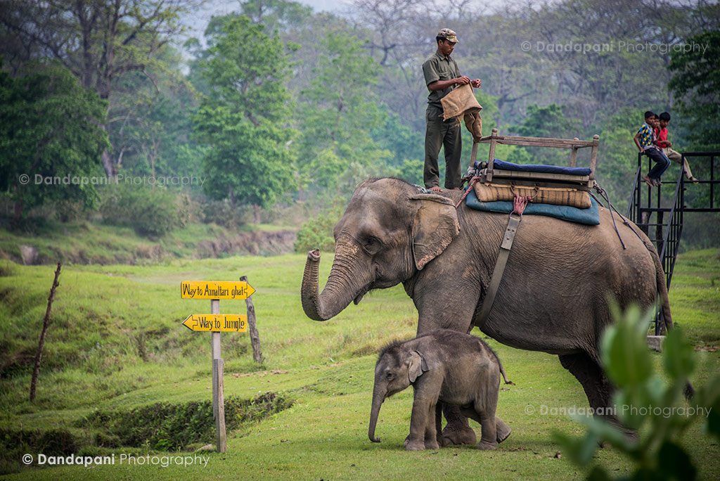 The moment in the afternoon that I nearly died from cuteness overload. I spent around 45 mins hanging out as close as possible to the baby elephant.