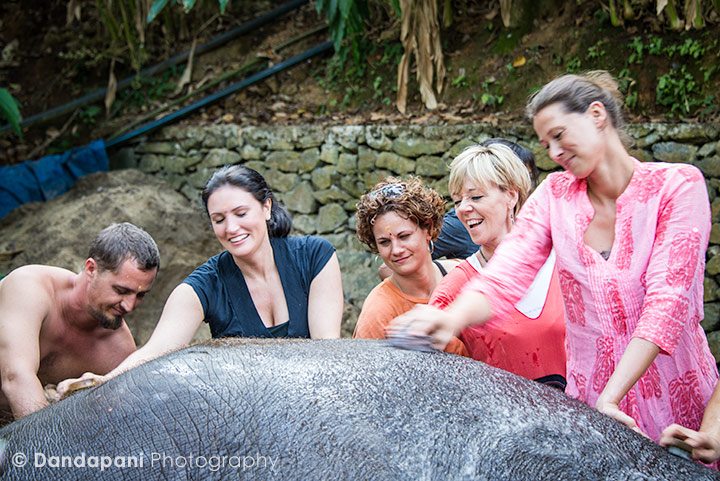 Bathing Elephants in Hill Stations of Periyar, India