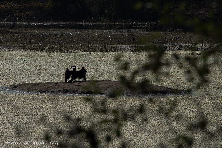 Bharatpur Bird Sanctuary – A Haven of Life