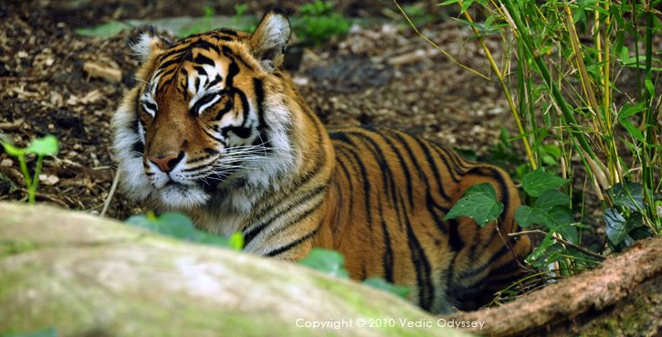 Elephant back safari at Chitwan National park in Nepal, to spot Bengal tiger