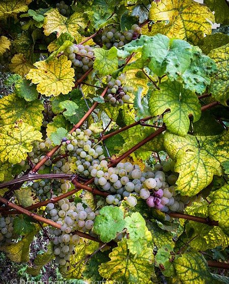 Germany’s gorgeous wine country