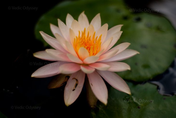 A lily flower in full bloom in Kauai, Hawaii.