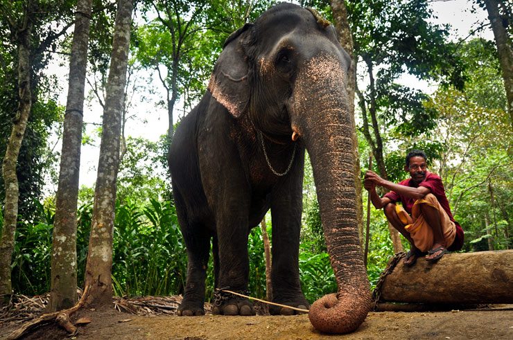 mahoot-elephant-kerala mahoot-elephant-kerala