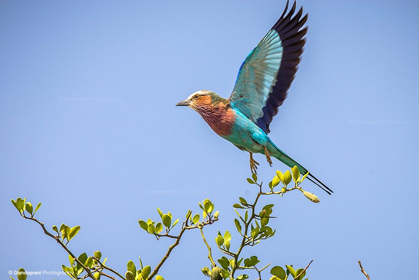 naboisho-conservancy-kenya-birds