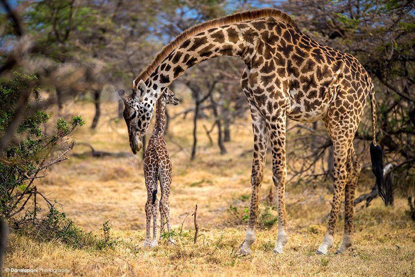 My guide Sammy told me this baby giraffe was about a day or two old. You could still see the umbilical cord.