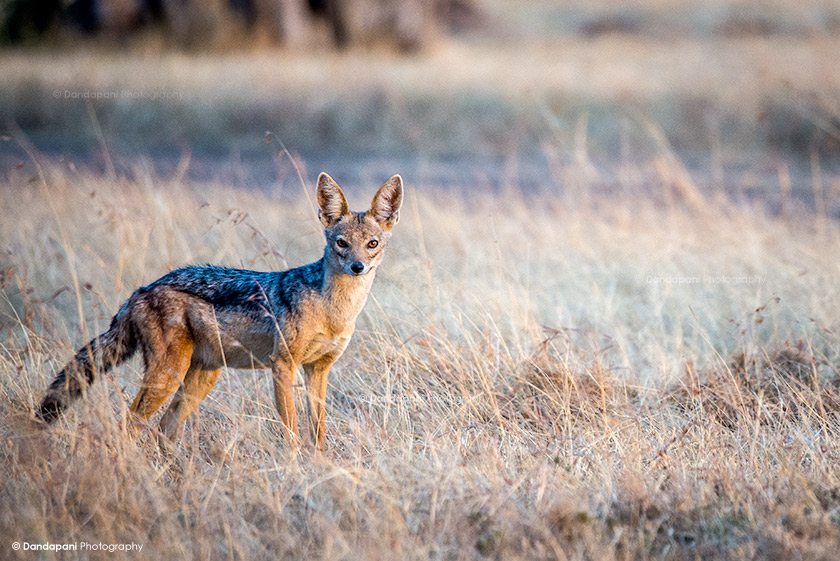 Jackal