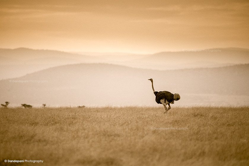 Ostrich