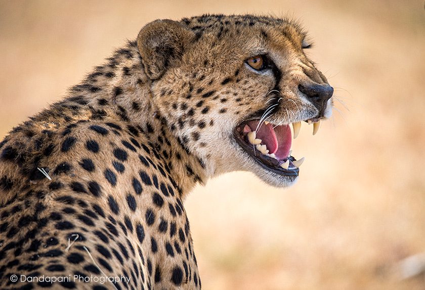Cheetah