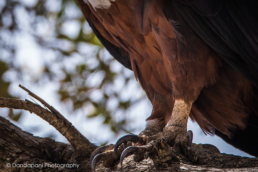 An eagle's talons