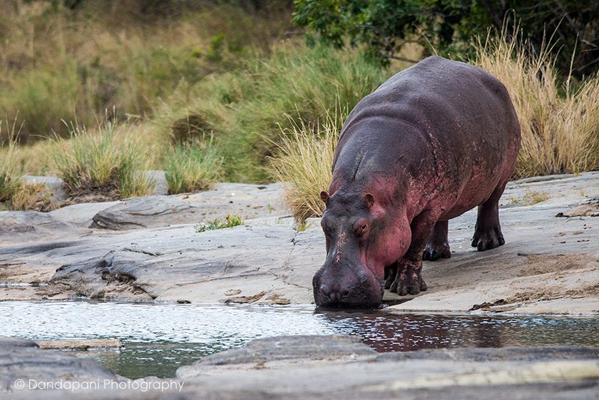 Hippopotamus amphibius