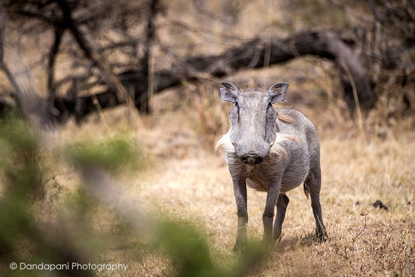 Warthog - Phacochoerus africanus
