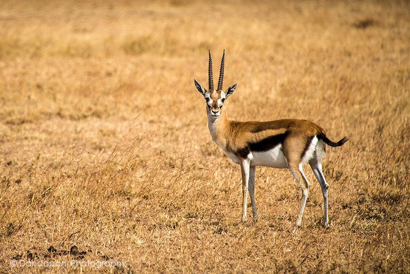 Thompson's Gazelle