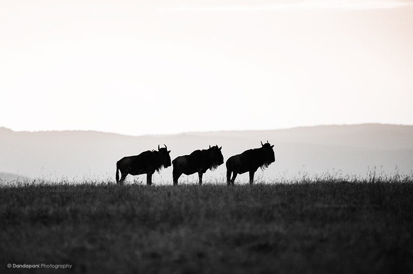 Kenya – The Craddle of Life, Part 1
