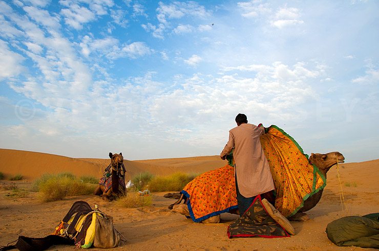 Camels in the desert Rajasthan Camels in the desert Rajasthan