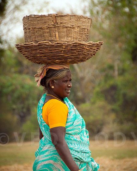Rice, food of the south
